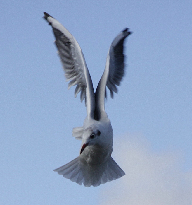 Möve auf Rügen