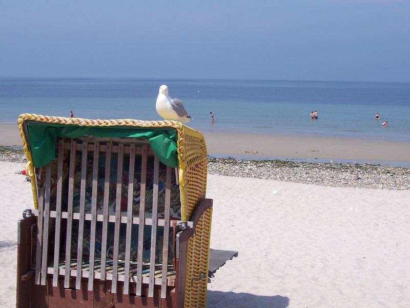 Möve auf Strandkorb