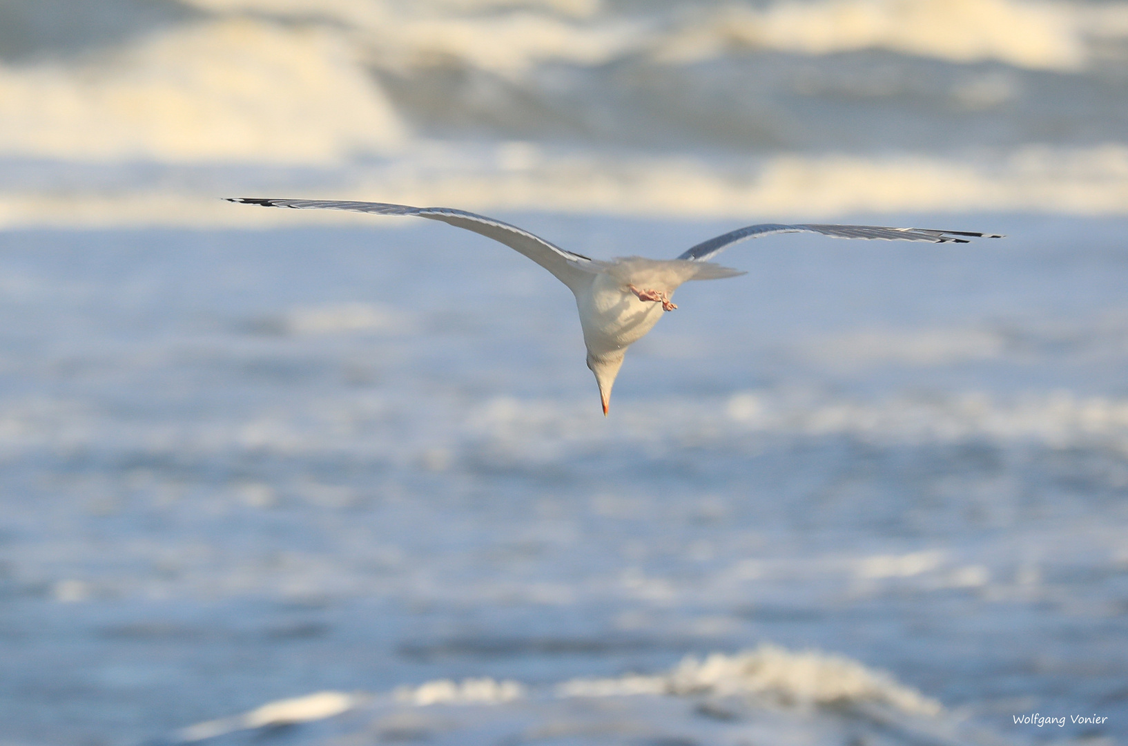 Möve auf Sylt 