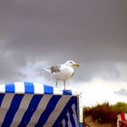 Möve auf unserem Strandkorb auf Langeoog