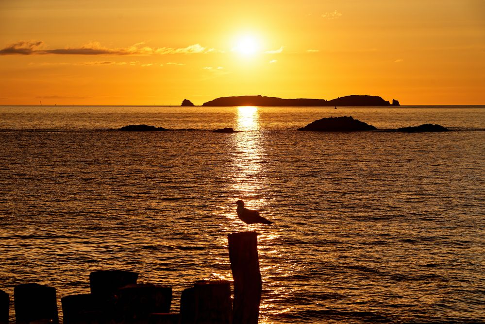 Möve bei Saint Malo