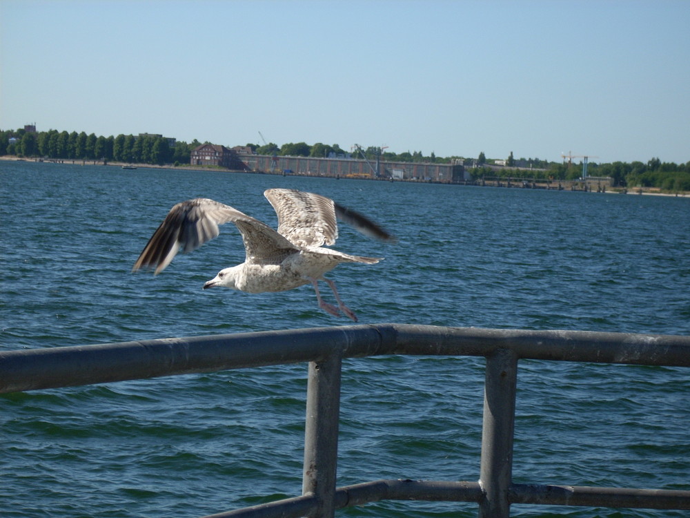 Möve beim Abflug 06/08