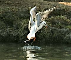 Möve beim Abflug