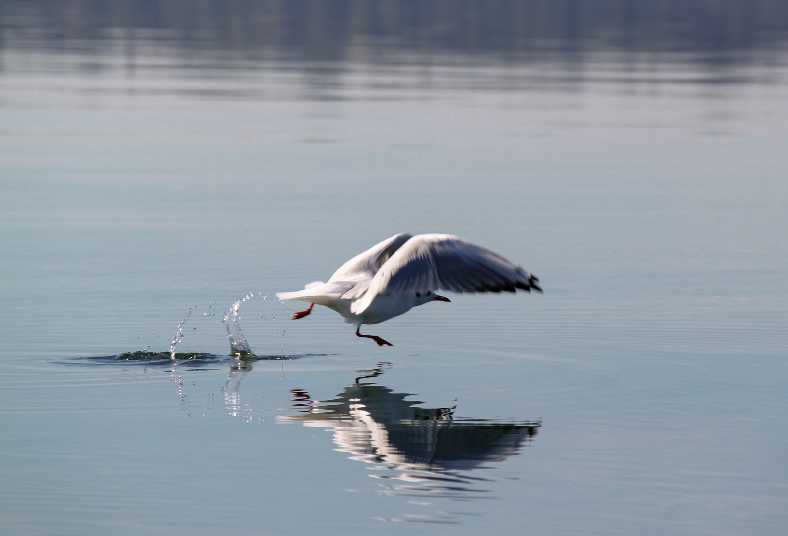 Möve beim Abflug