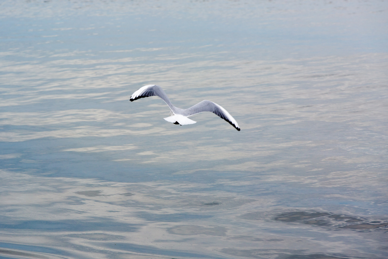 Möve - Beobachtung an der Ostsee auf Usedom im Herbst