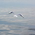 Möve - Beobachtung an der Ostsee auf Usedom im Herbst