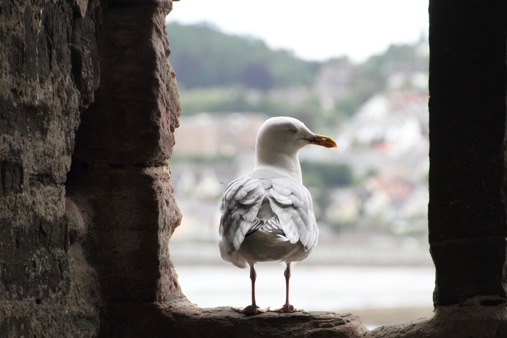 Möve Conwy Castle