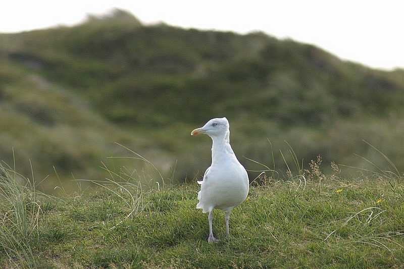 Möve