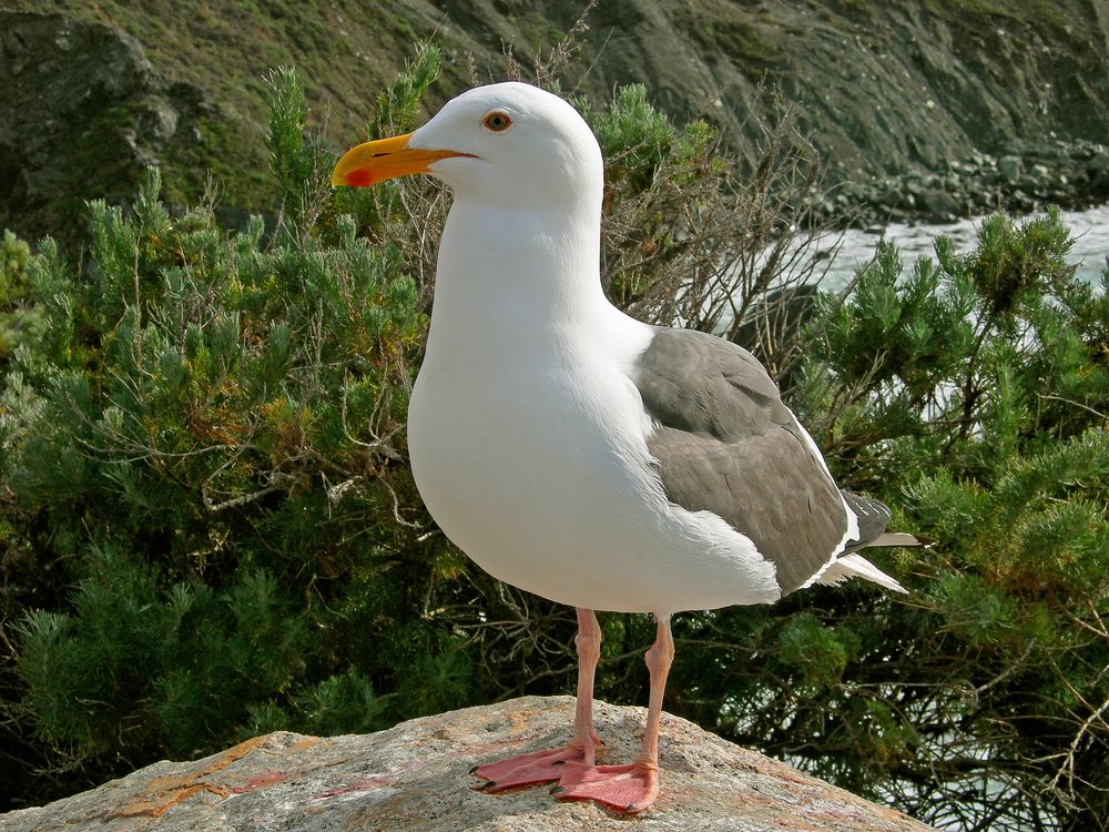 Möve Foto & Bild | north america, united states, tiere Bilder auf fotocommunity
