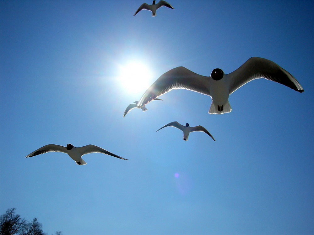 Möve flieg zur Sonne