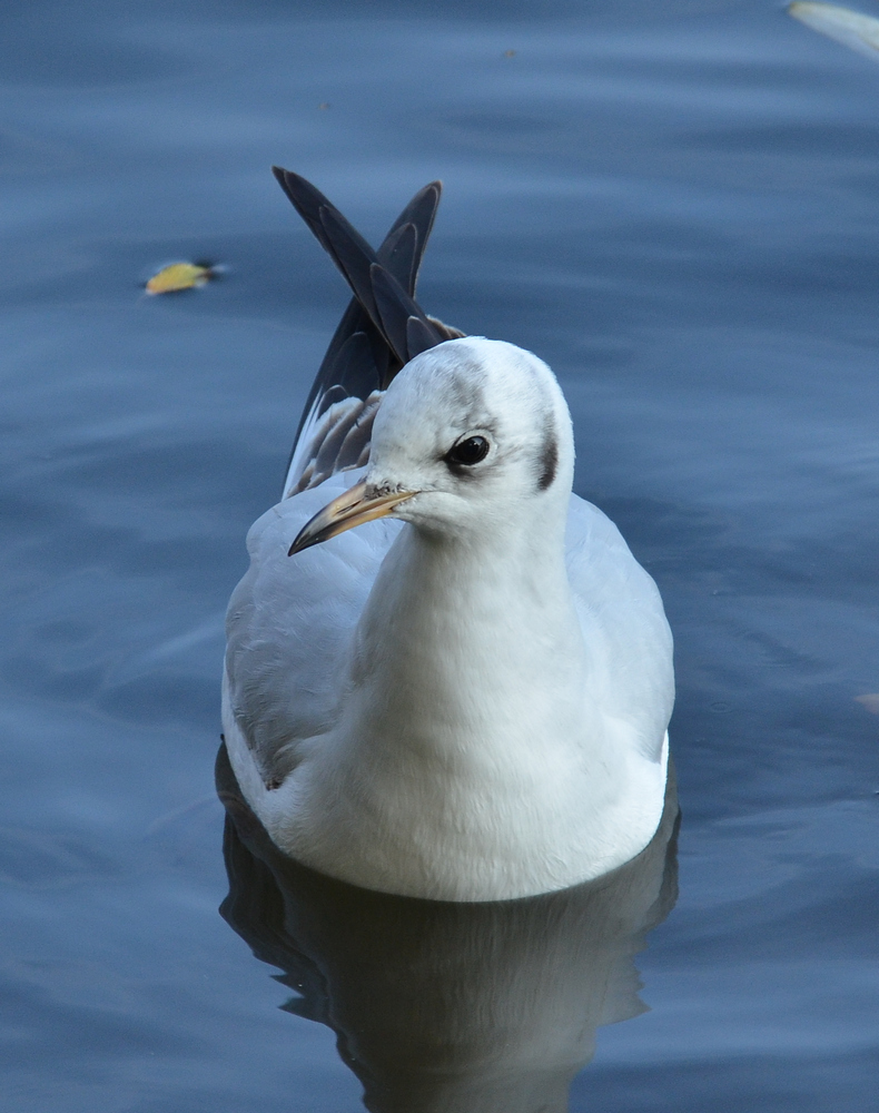 Möve frontal