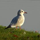 Möve genießt die aufgehende Sonne