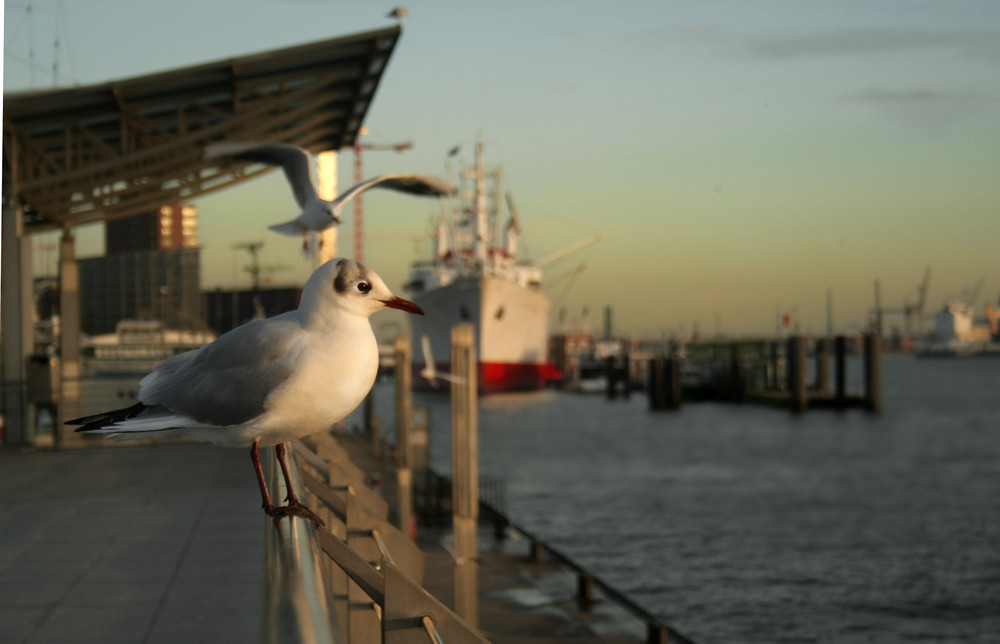 Möve- Hamburger Hafen