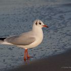 Möve im Abendlicht