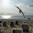 Möve im Abendlicht am Nordeseestrand