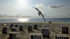 Möve im Abendlicht am Nordeseestrand