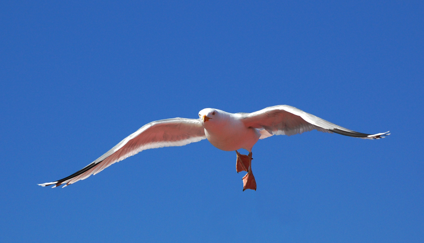 Möve im Anflug