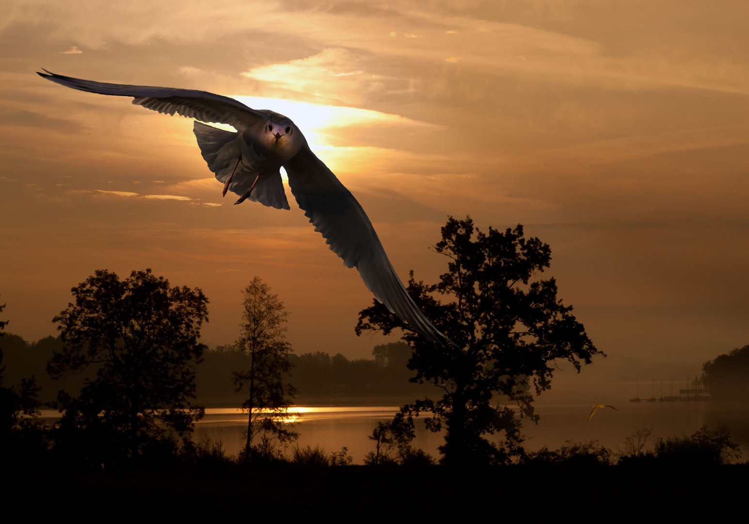 Möve im Anflug