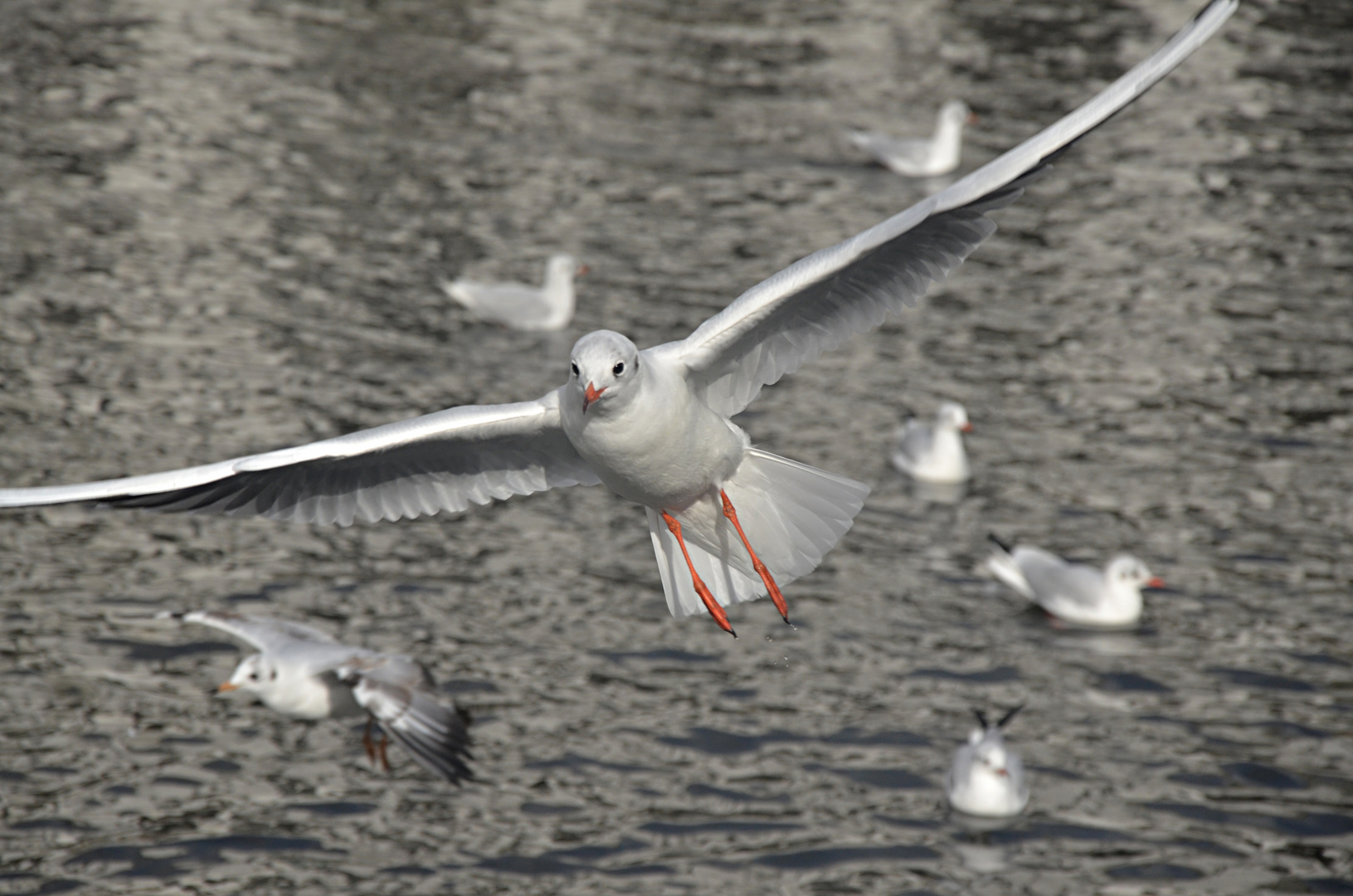 Möve im Anflug