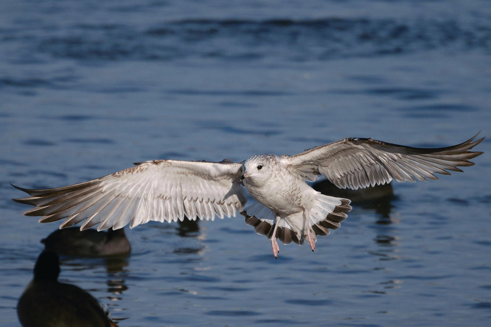 Möve im Anflug