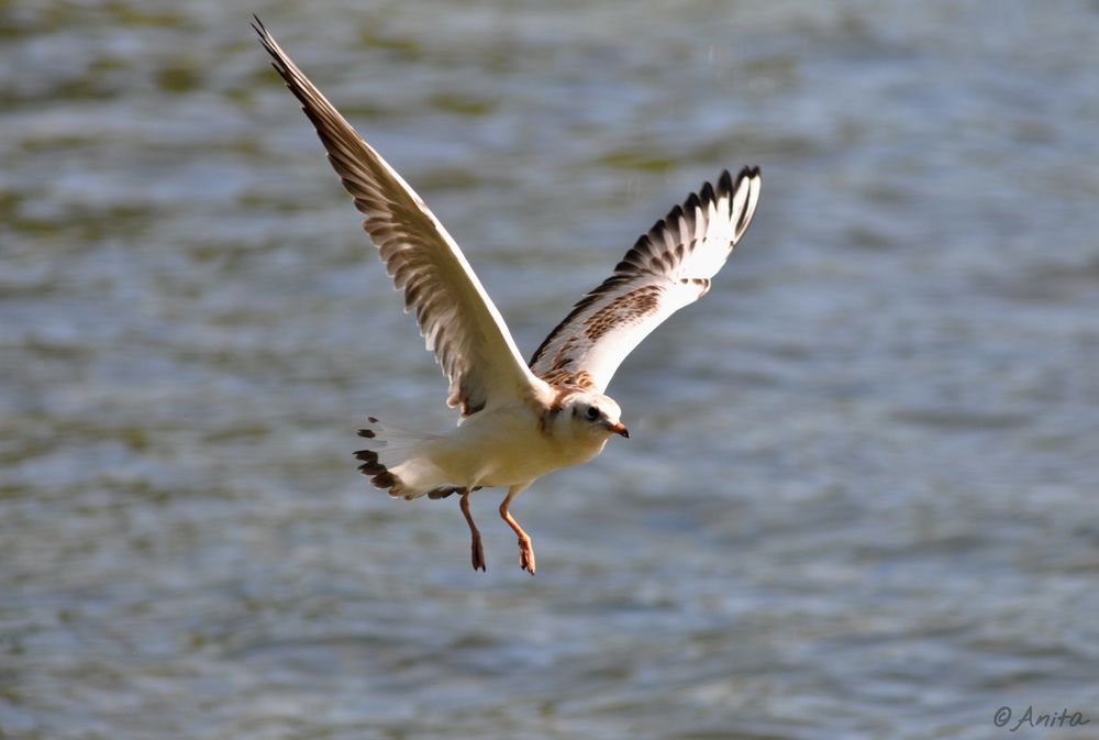 Möve im Anflug