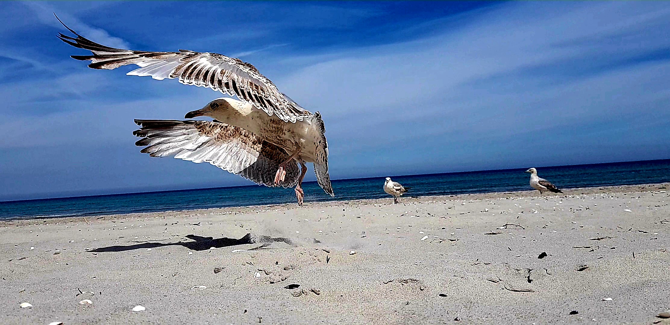 Möve im Anflug