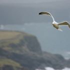 Möve im Anflug an irischer Küste