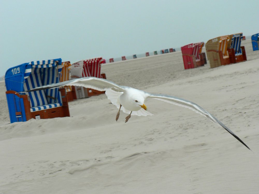 Möve im Anflug, auf Amrum von Annika Bitter 