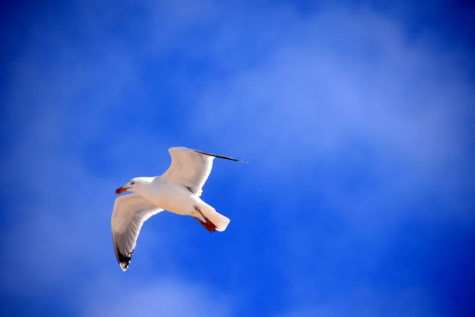 Möve im Anflug