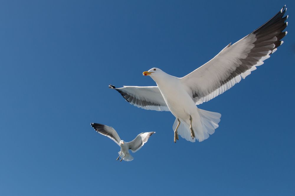 Möve im Anflug