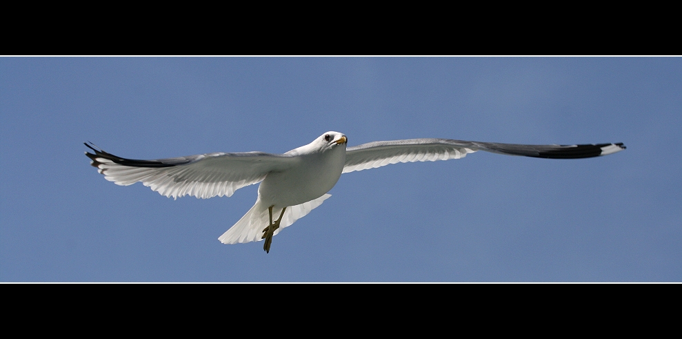 Möve im Anflug