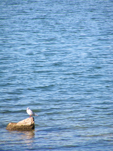 Möve im Bodensee