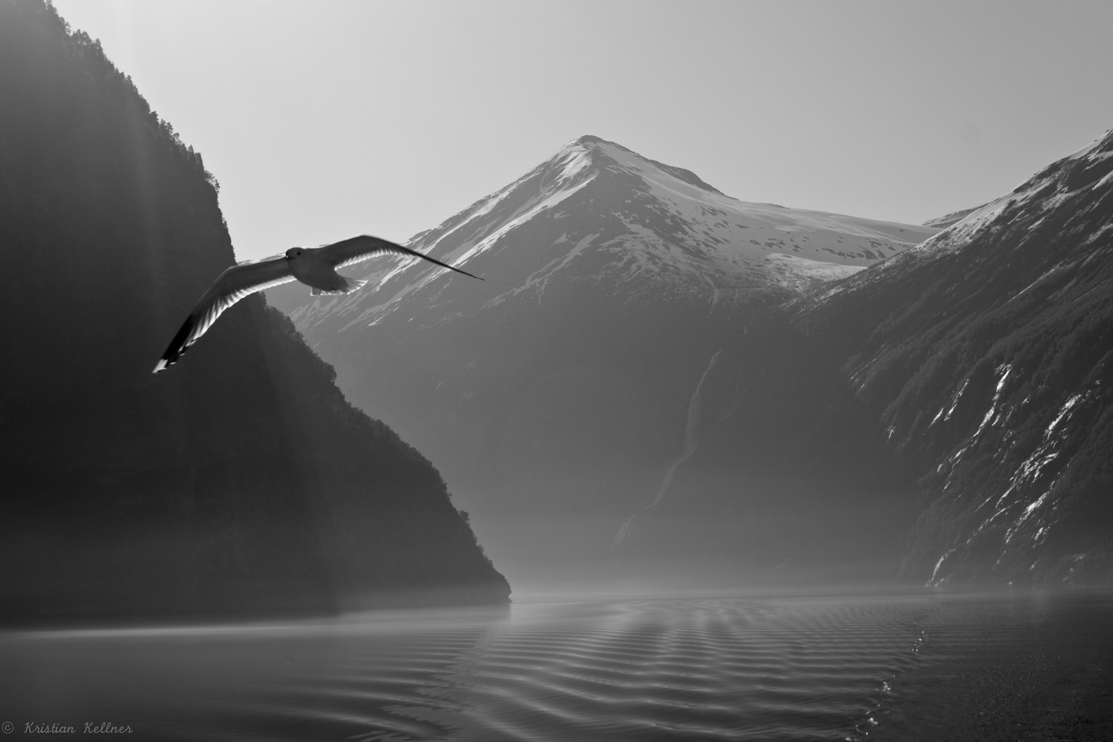 Möve im Fjord