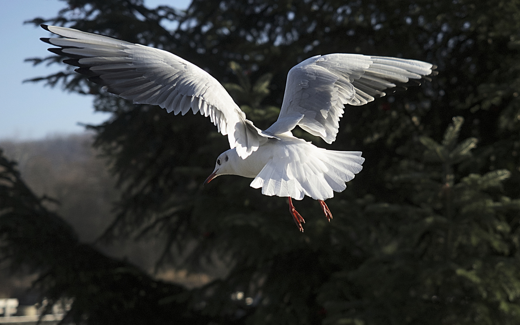 Möve im Flug 