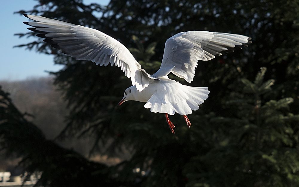 Möve im Flug 