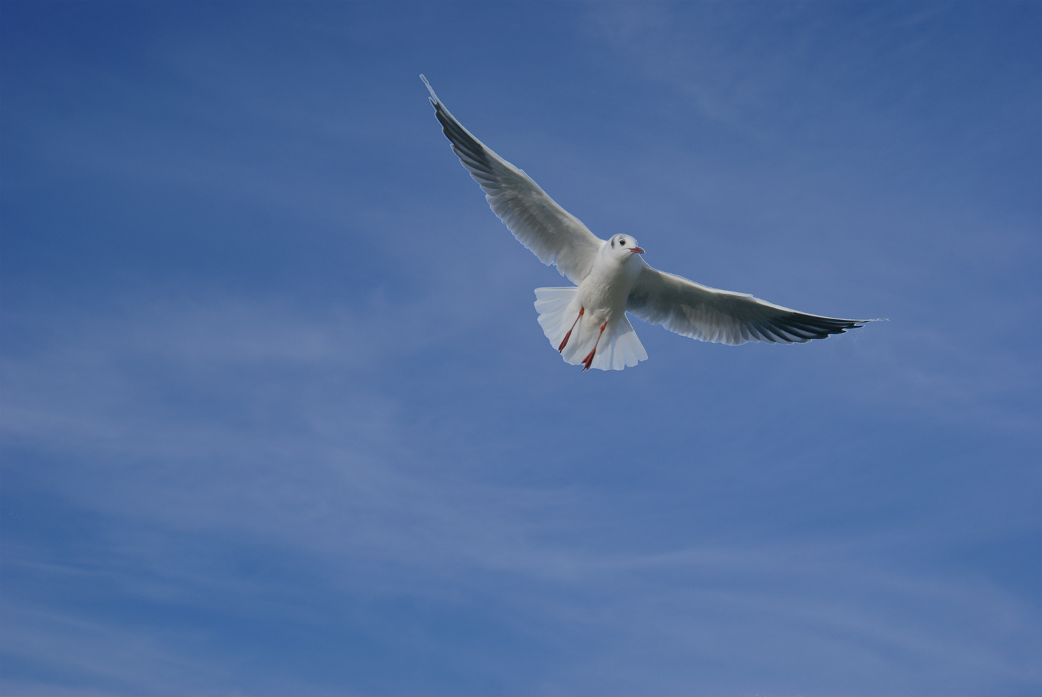 Möve im Flug