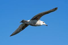 Möve im Flug