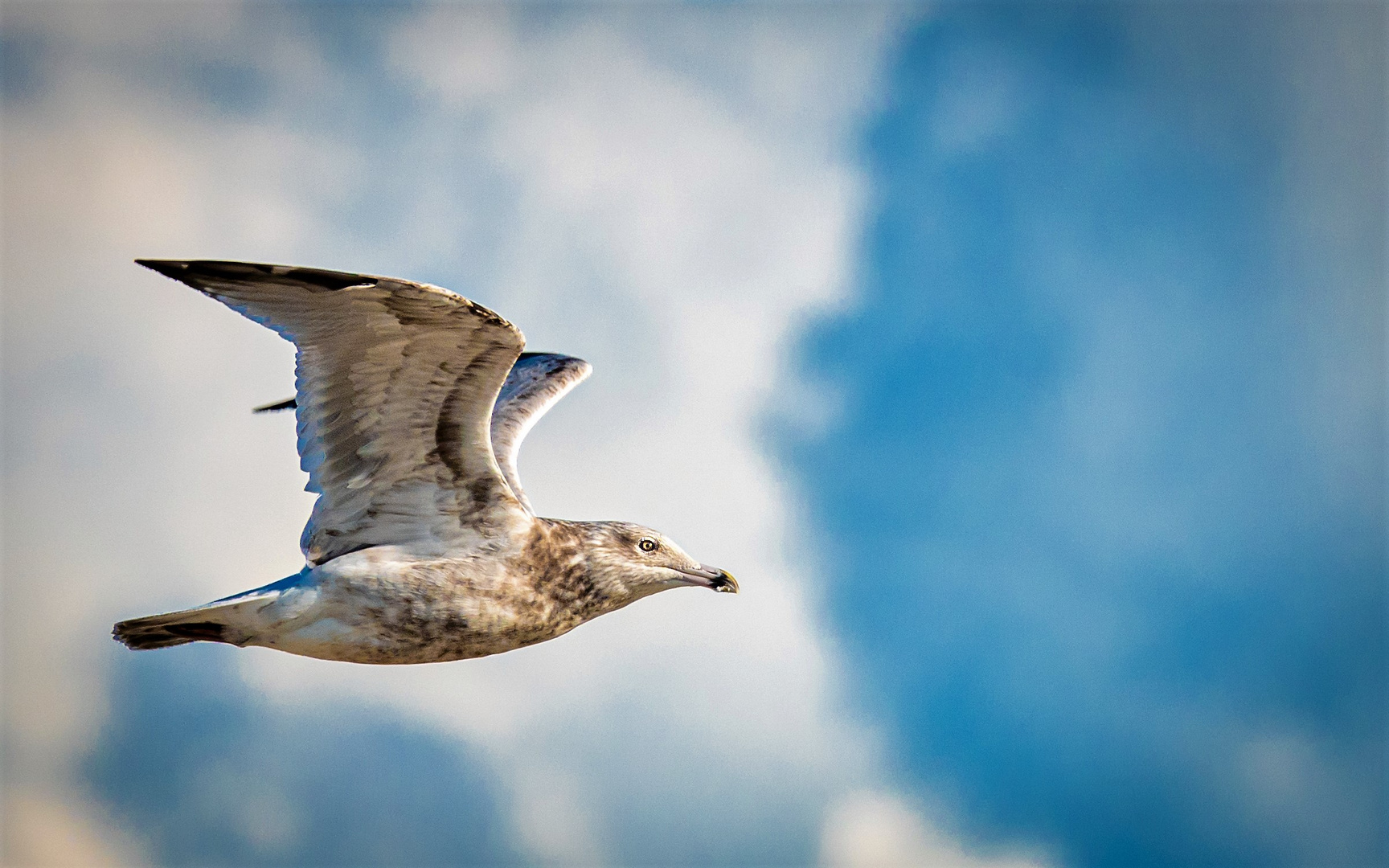 Möve im Flug