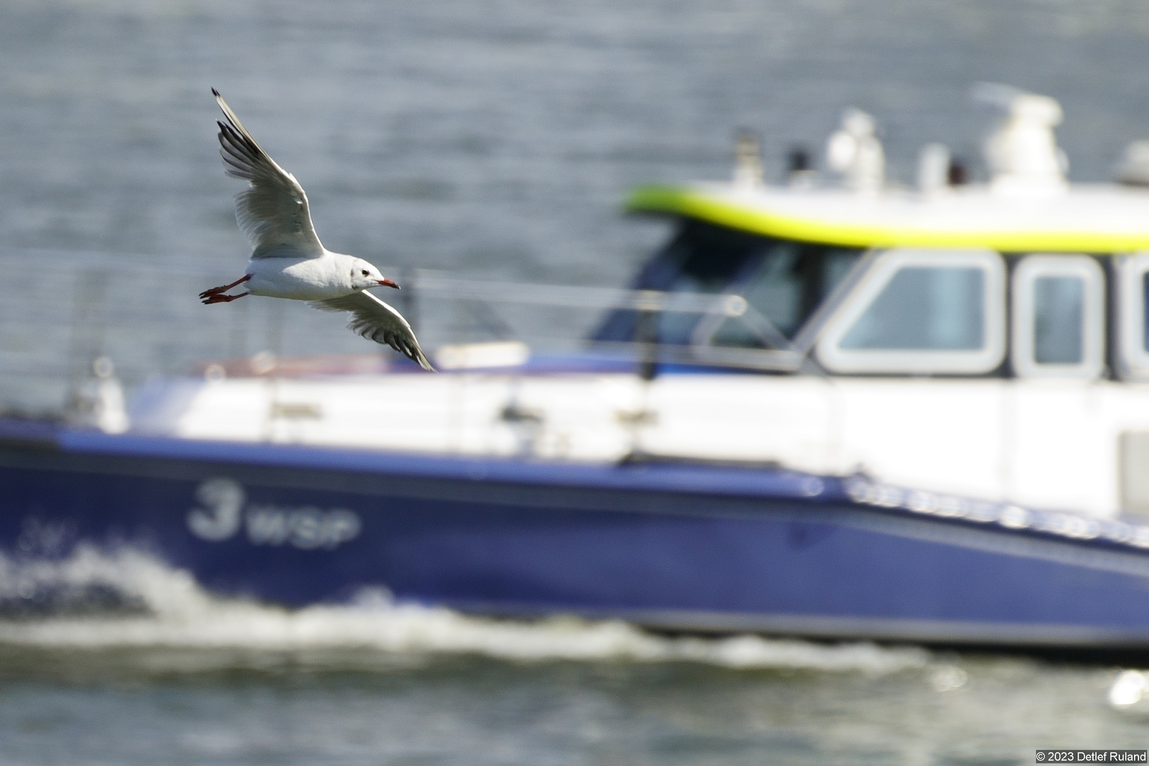 Möve im Flug