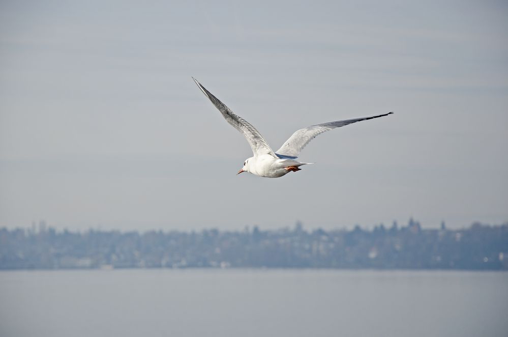 Möve im Flug