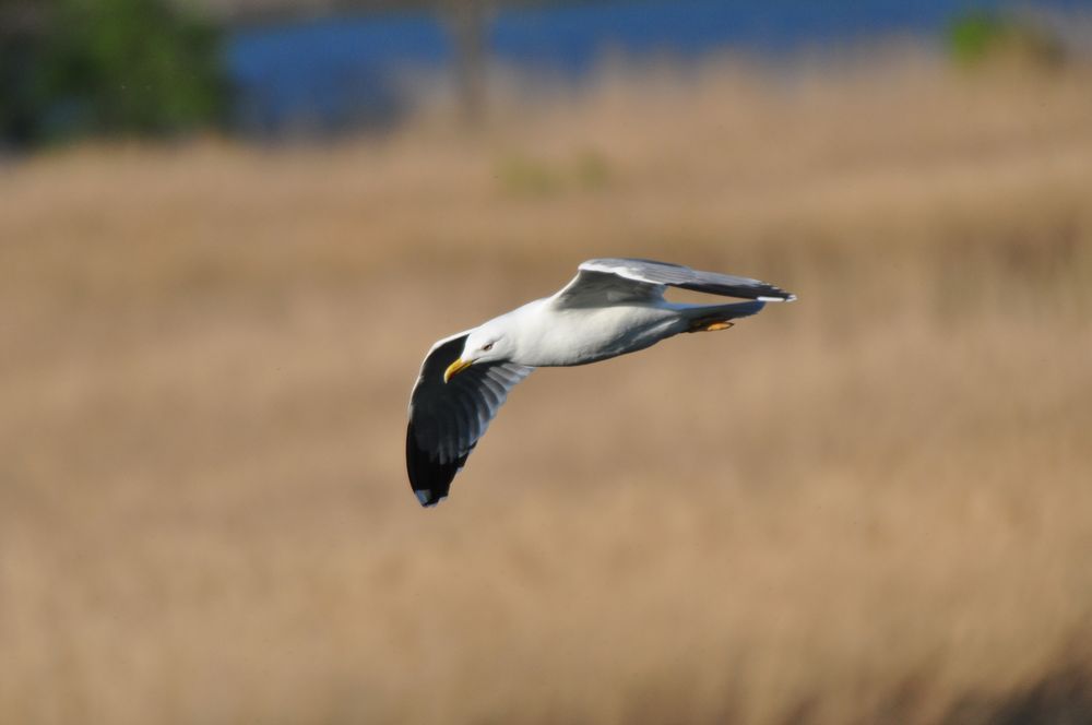 Möve im Flug