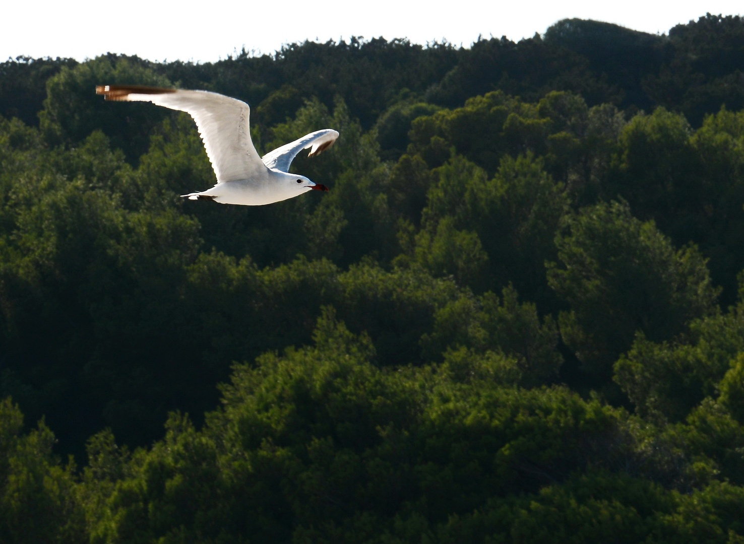 Möve im Flug