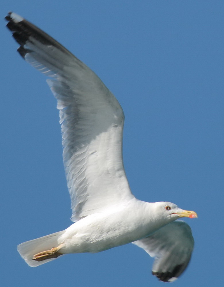 Möve im Flug / Test Canon EF 100-400