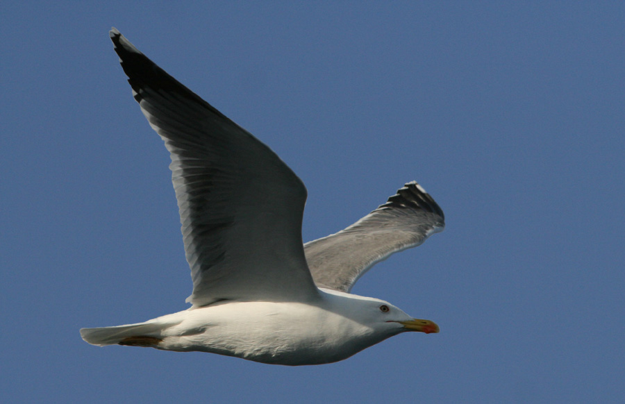 Möve im Gleitflug