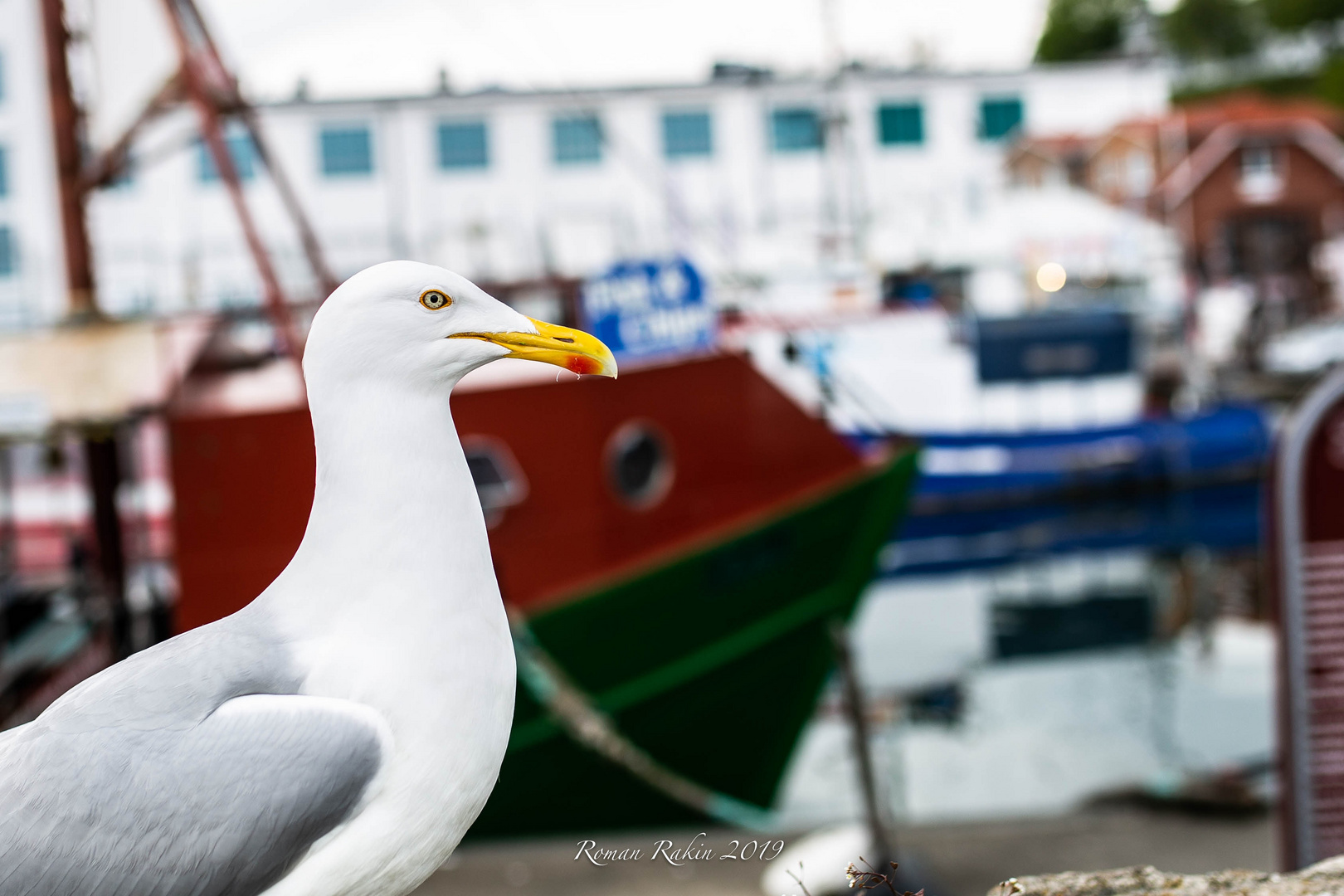 Möve im Hafen an der Ostsee Insel Rügen