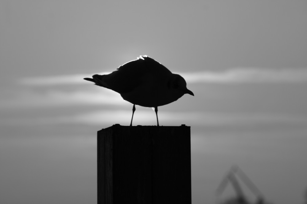 Möve im Hafen