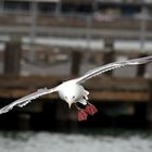 Möve im Hafen