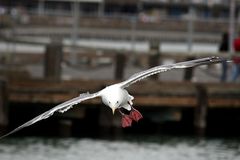 Möve im Hafen