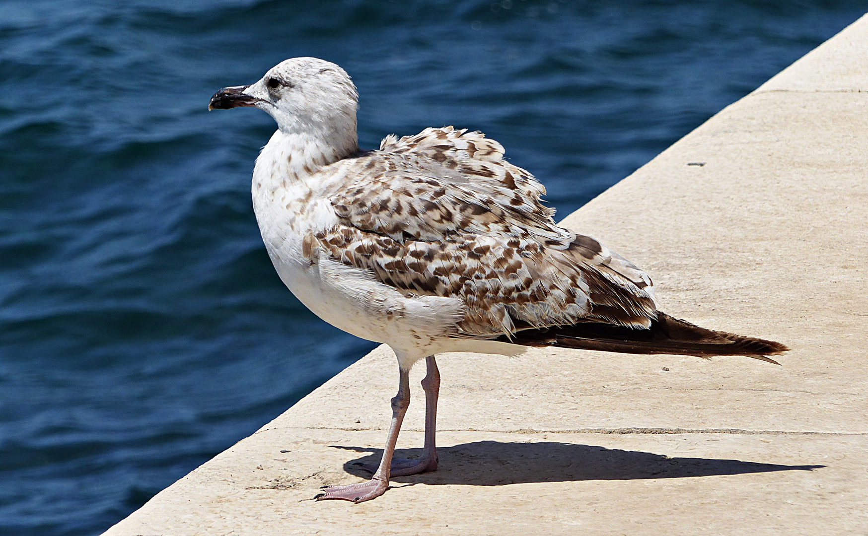 Möve im Hafen von Zadar