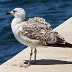 Möve im Hafen von Zadar